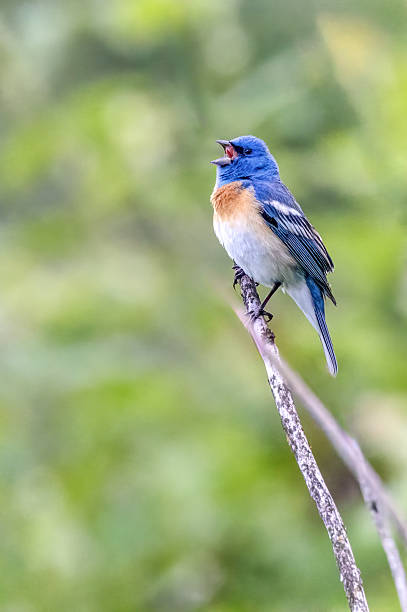 istock Lazili Bunting perched on a bush branch 2214151986