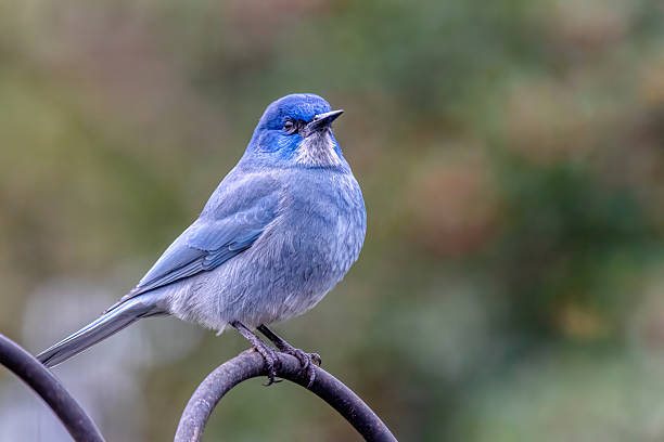 istock pinyon jay, West Vancouver, BC, Canada 2214152040