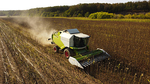 istock Harvesting sunflowers field 2214152051