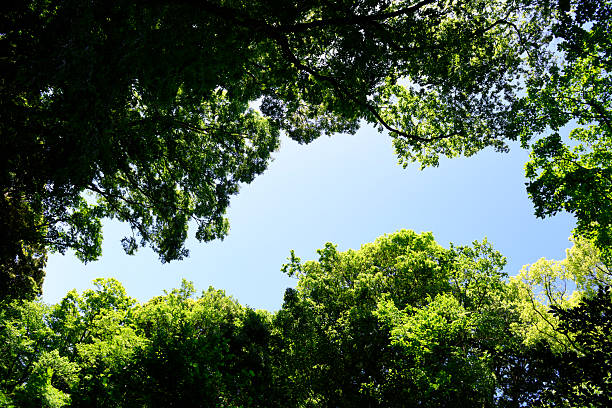 istock Looking up at the natural frame of treetops 2214152336