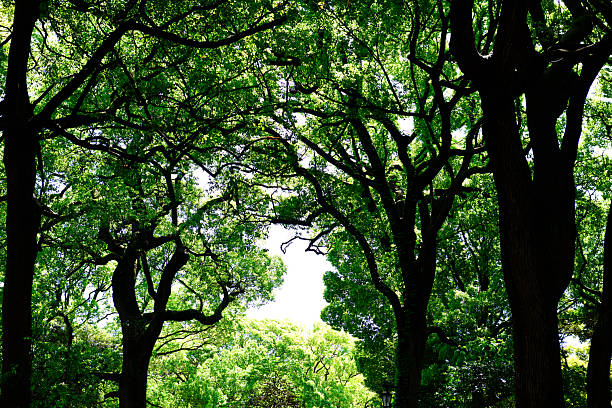 Looking up at the natural frame of treetops in early summer.