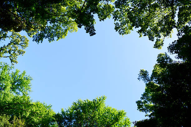 istock Looking up at the natural frame of treetops 2214152340