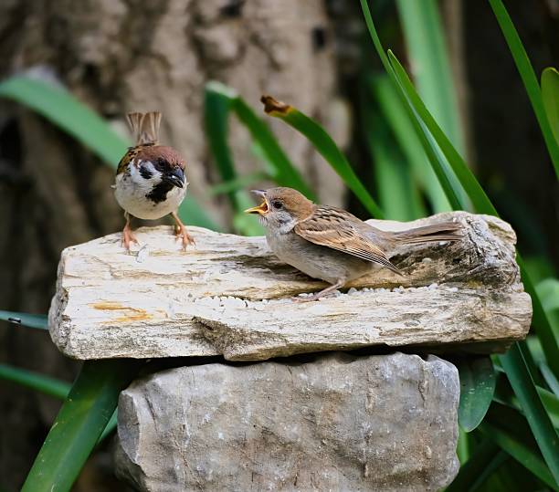 istock VH560-000 SparrowIsohu1.JPG 2214156647