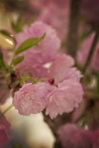 istock Delicate Pink Cherry Blossoms in Soft Focus 2214156681