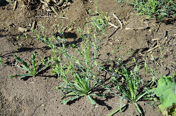 istock Wild coriander (Erygium campestre) with flowers growing in the backyard 2214156972