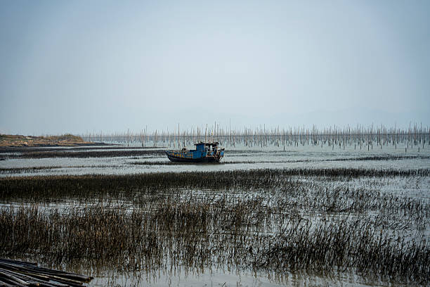 This image captures a tranquil scene featuring a small blue fishing boat navigating through shallow waters surrounded by dense reeds or aquatic plants. The visual style is naturalistic, evoking a sense of calmness and solitude. The potential usage value lies in its depiction of nature, tranquility, and simplicity.