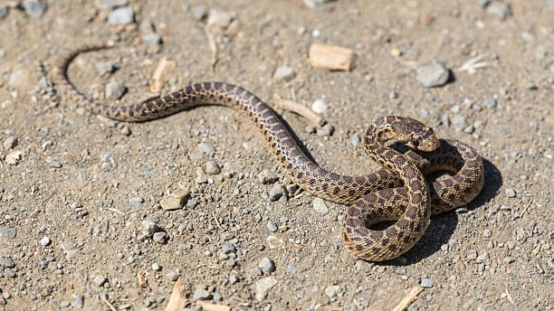 istock Pacific Gopher Snake juvenile in defensive posture. Los Altos Hills, Santa Clara County, California, USA. 2214158033