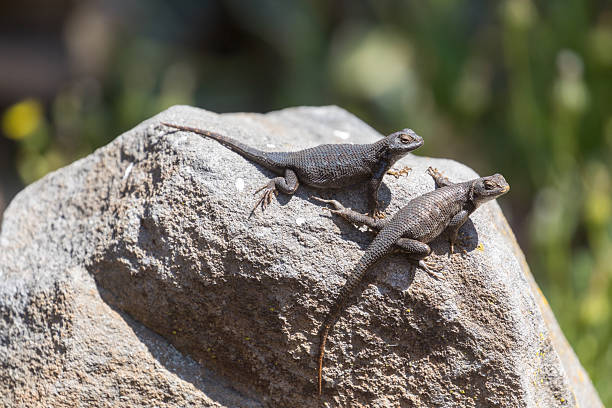 Two Coast Range Lizards, male and female adults, basking on a rock with caution. Mountain View, California.