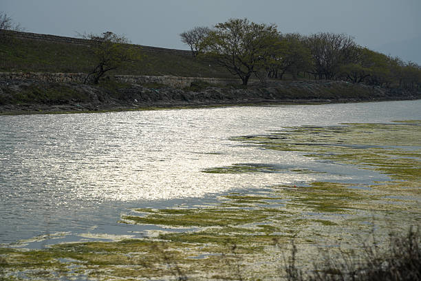 River embankments and trees