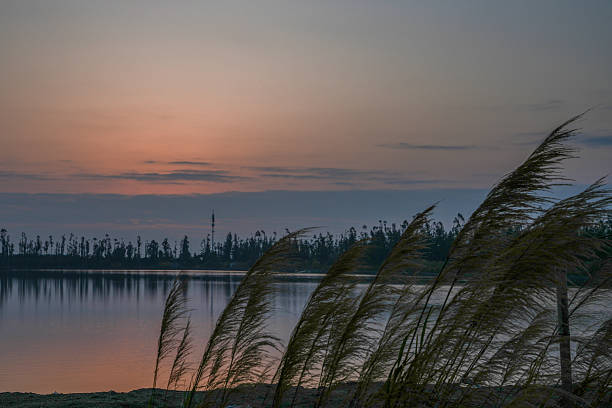 At sunset, the reeds by the lake
