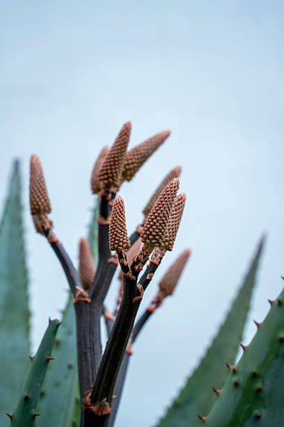 Aloe Vera farm in Fuerteventura