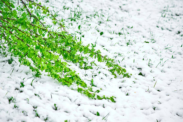 A small green plant is growing in the snow. Concept of hope and resilience, as the plant continues to grow despite the harsh winter conditions