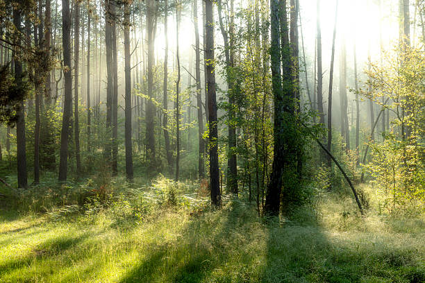 istock Beautiful sunny morning in the forest 2214161777