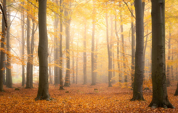 istock Beautiful autumn morning in the forest 2214161893
