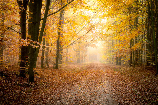 istock Beautiful autumn morning in the forest 2214162001