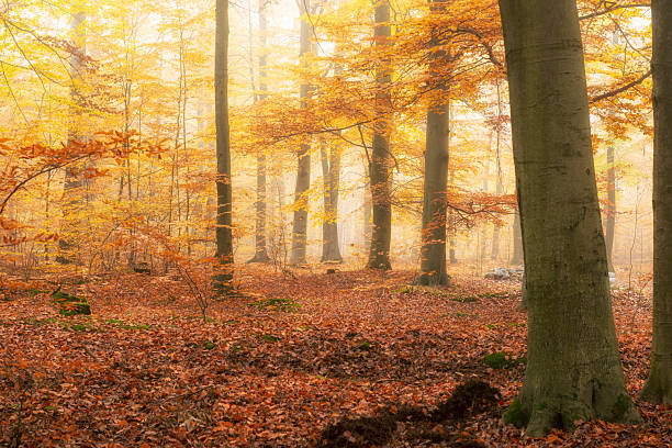 istock Beautiful autumn morning in the forest 2214162040