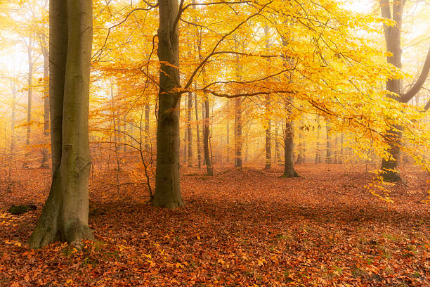 istock Beautiful autumn morning in the forest 2214162060