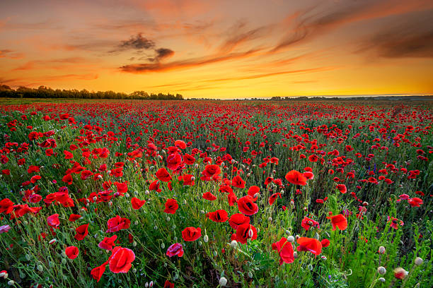 istock Beautiful sunrise over red poppies field 2214162410
