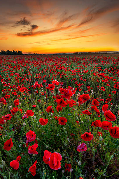 istock Beautiful sunrise over red poppies field 2214162516