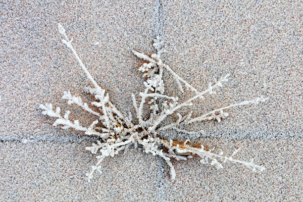 Snow on plants in winter