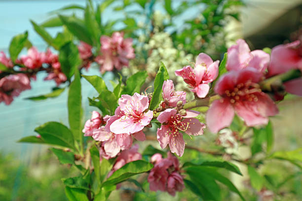 istock Peach blossoms in the greenhouse 2214164263