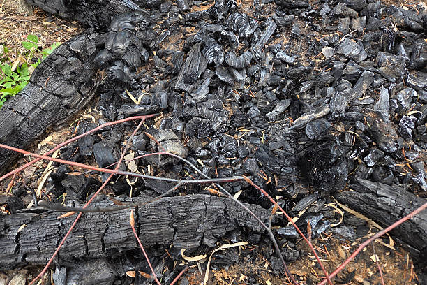istock Charred Wood and Ashes in Fire Aftermath for Environmental Studies and Texture Design 2214166395