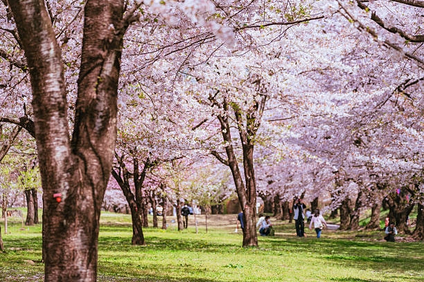 istock Blooming cherry blossoms in spring at Akagi, 2024 2214168224