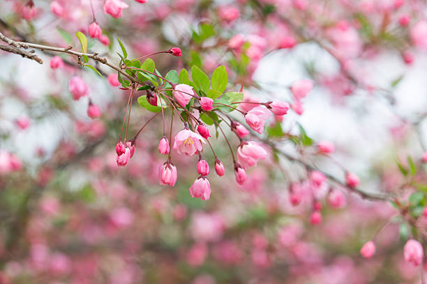 A light pink-petaled Hall crabapple, blooming on the branches, was discovered in the park. Malus halliana