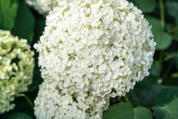 istock Hydrangea Flowers, Blooming White Hortensia, Hydrangea Paniculata Flower Closeup, Large Inflorescences 2214168831