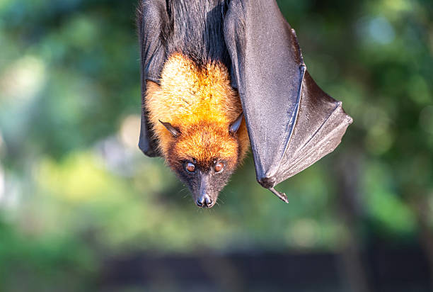 istock Fruit bat, pteropus seychellensis muzzle, seychelles flying foxes close-up on blurred background 2214168993