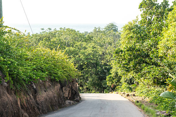 istock Tropical road through dense greenery leading toward Anse Lazio beach on Seychelles 2214169022