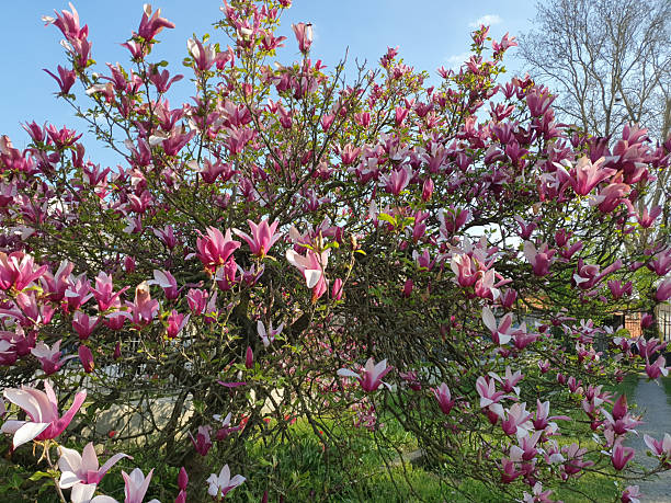 istock Sweetbay tree scient. name Magnolia 2214170389