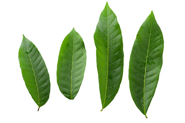 istock Green leaves isolated on a white background 2214170946