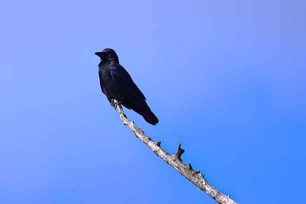 istock Crow on a bare tree, crow on a dead tree, bright blue sky, black raven on a high branch, corvus in sunny weather, corvus from the side 2214174838