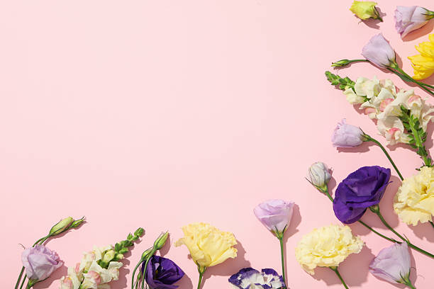 istock Beautiful, pink flowers on a white background. 2214175439