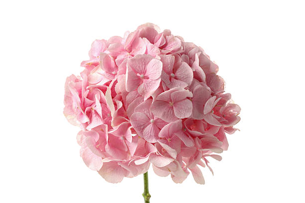 PNG, fresh flower, isolated on white background.