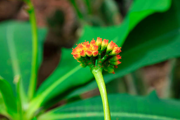 African tyrannoshi tree