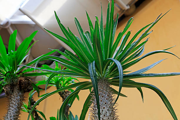 African tyrannoshi tree