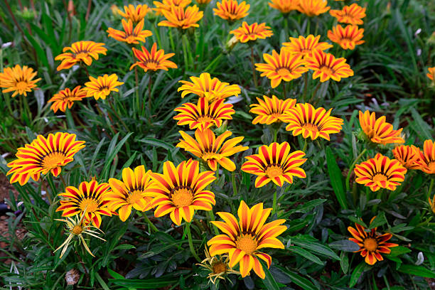 istock Flowers in the park 2214177643