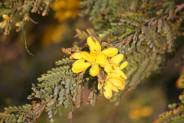 istock Desert Cassia (Senna polyphylla) blooming with yellow colored five-petaled flowers. 2214177981
