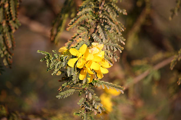Desert Cassia (Senna polyphylla) blooming with yellow colored five-petaled flowers.
