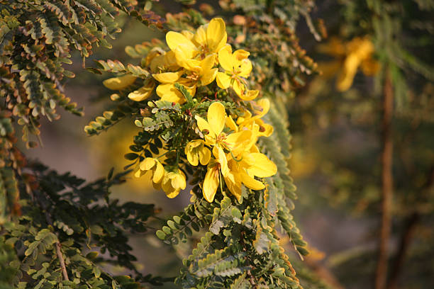 istock Desert Cassia (Senna polyphylla) blooming with yellow colored five-petaled flowers. 2214177983