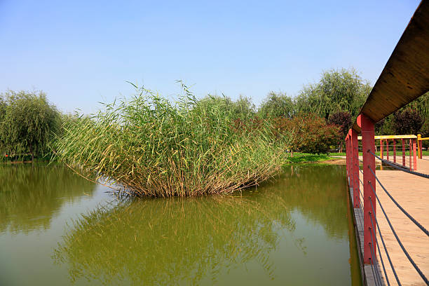 Reeds and rail in a park