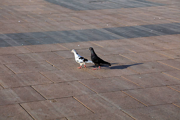 istock Dove walking on the ground 2214179442