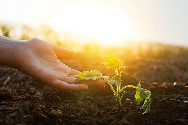 istock A gentle hand reaches towards a small plant emerging from dark soil under a warm, hazy sunlight, symbolizing care and the fragility of new life. 2214180012