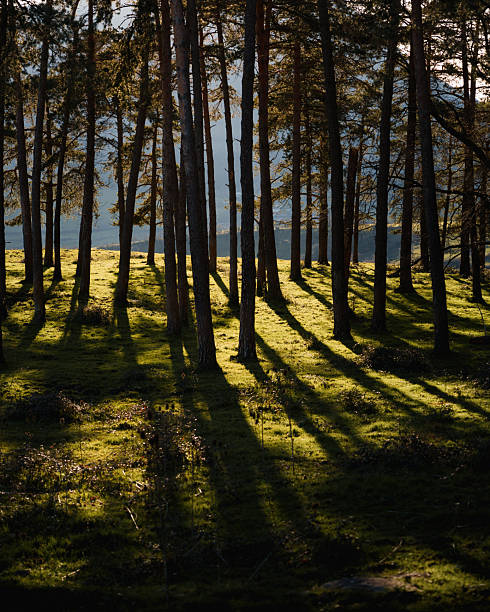 Beautiful pine forest landscape