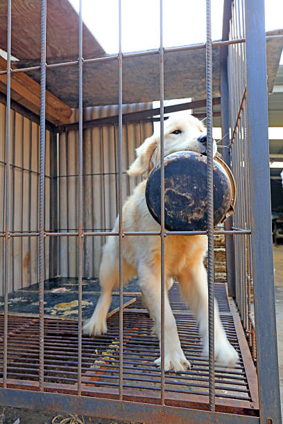istock pet dog in a cage 2214180602