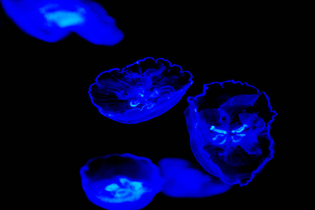 istock jellyfish in the aquarium 2214180640