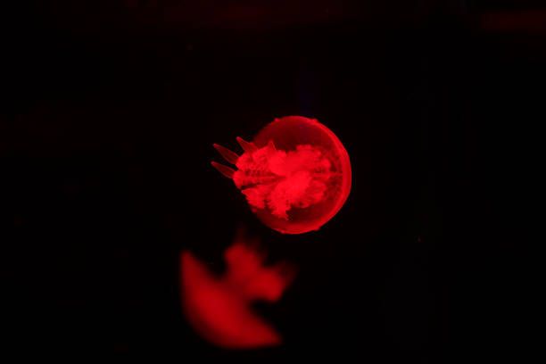 istock jellyfish in the aquarium 2214180642