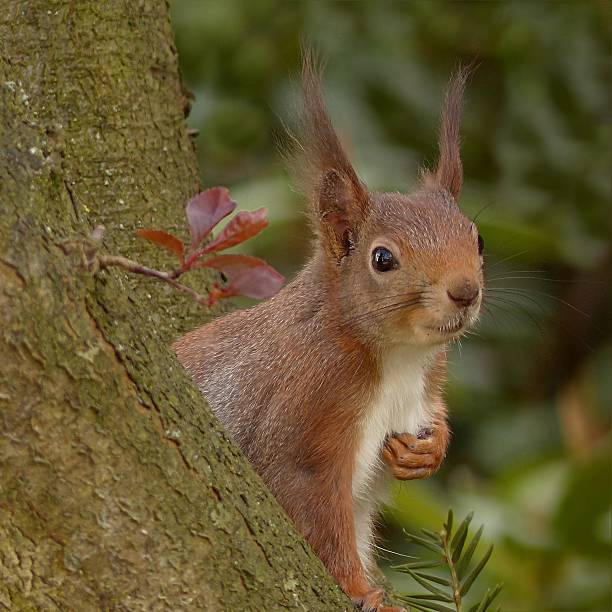 istock Red squirrel wildlife animal nature photography 2214180821